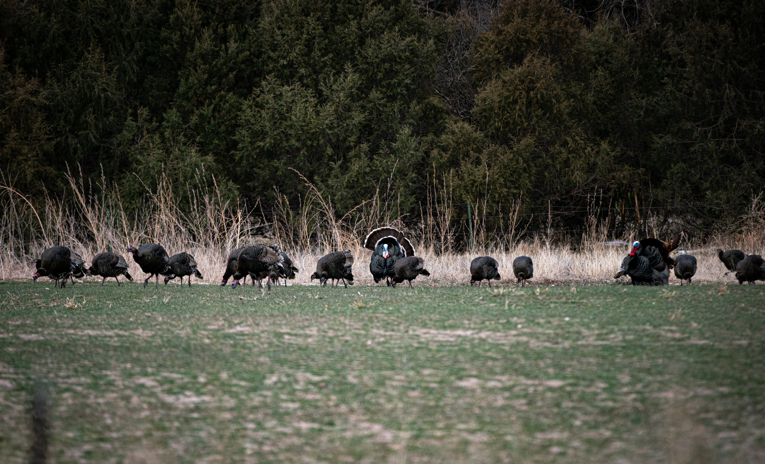 recreational, turkey, hunting, land, nebraska, ne, agri affiliates, real estate, land management, appraisal, sales, services