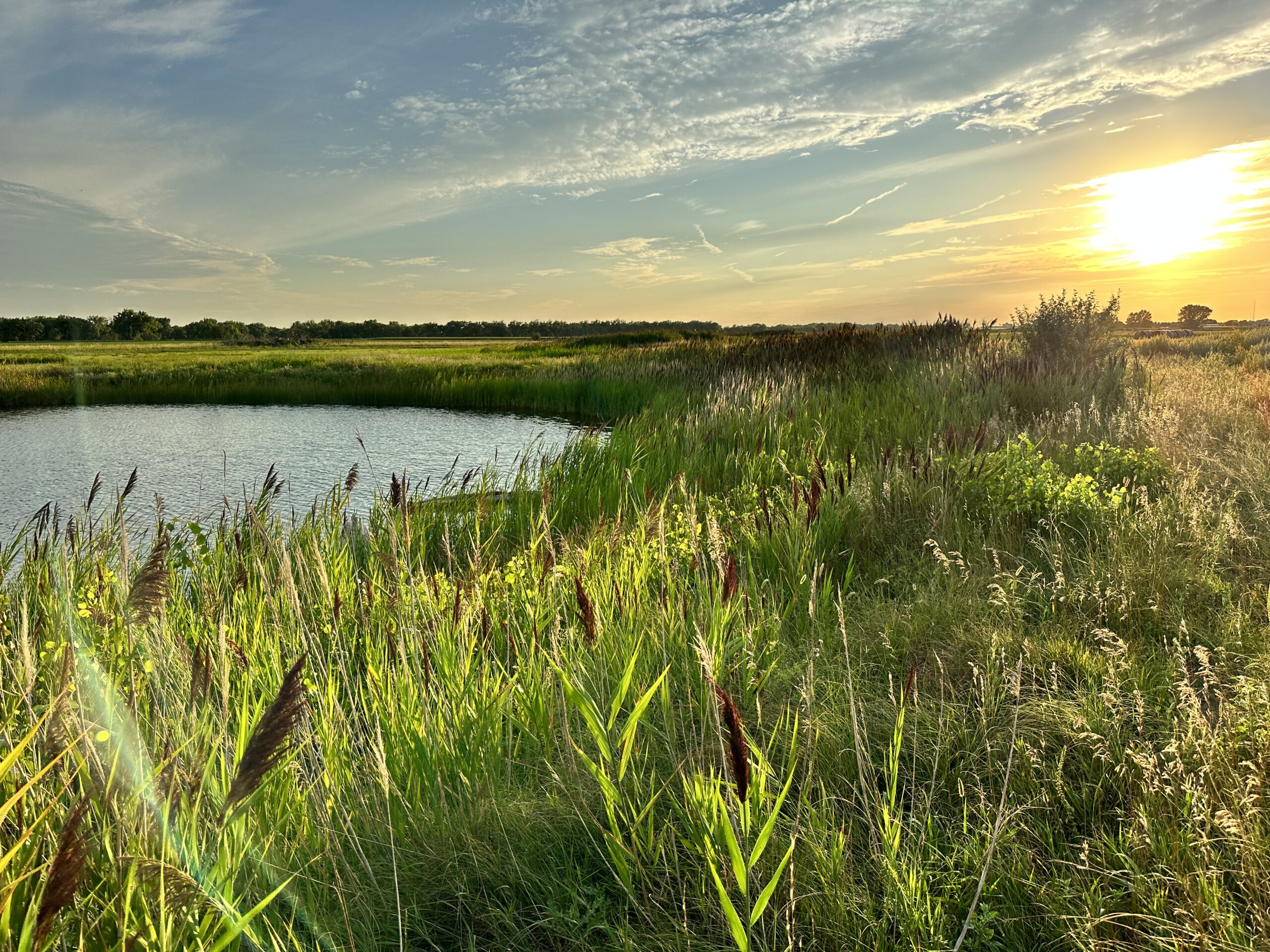 agri affiliates, grass, pond, nebraska, ne, sunset, cattails, land, management, services, real estate, auctions, agriculture, 