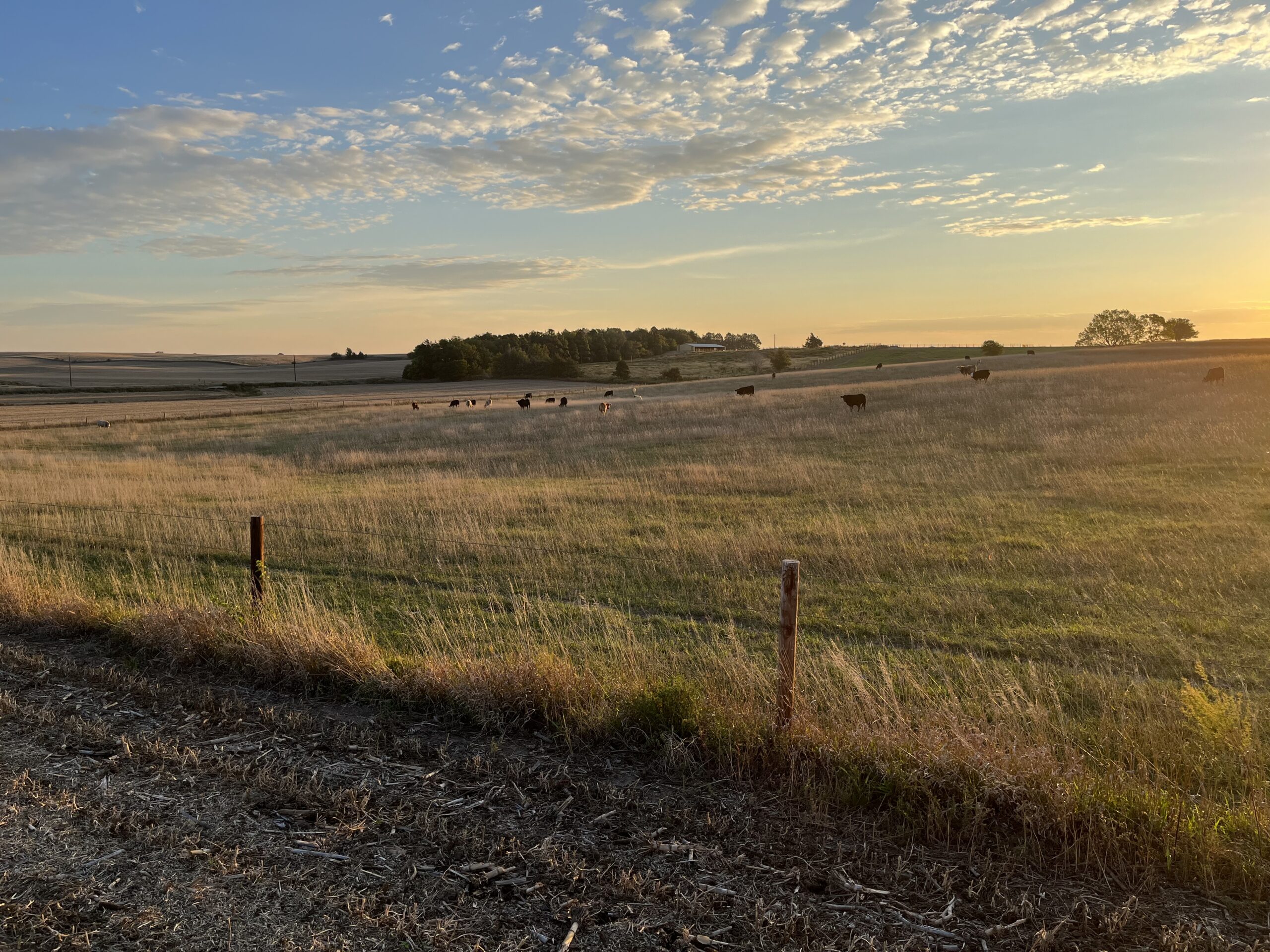 grassland, cows, fence, nebraska, ne, real estate, land, sunset, agri affiliates