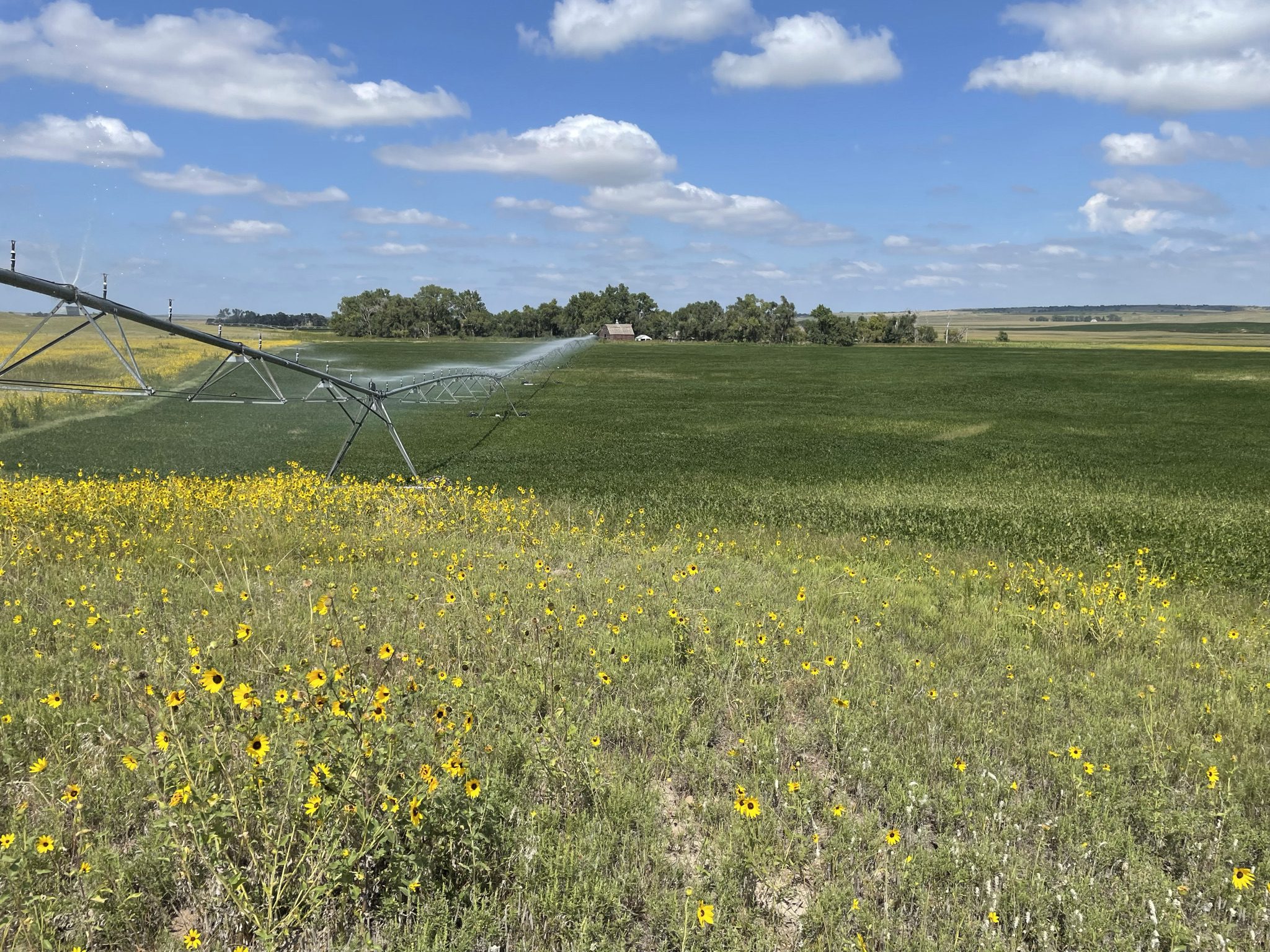 sunflower, irrigated, pivot, agreage, land, auctioneer, nebraska, ne, agri affiliates, real estate, land management, appraisal, sales, services