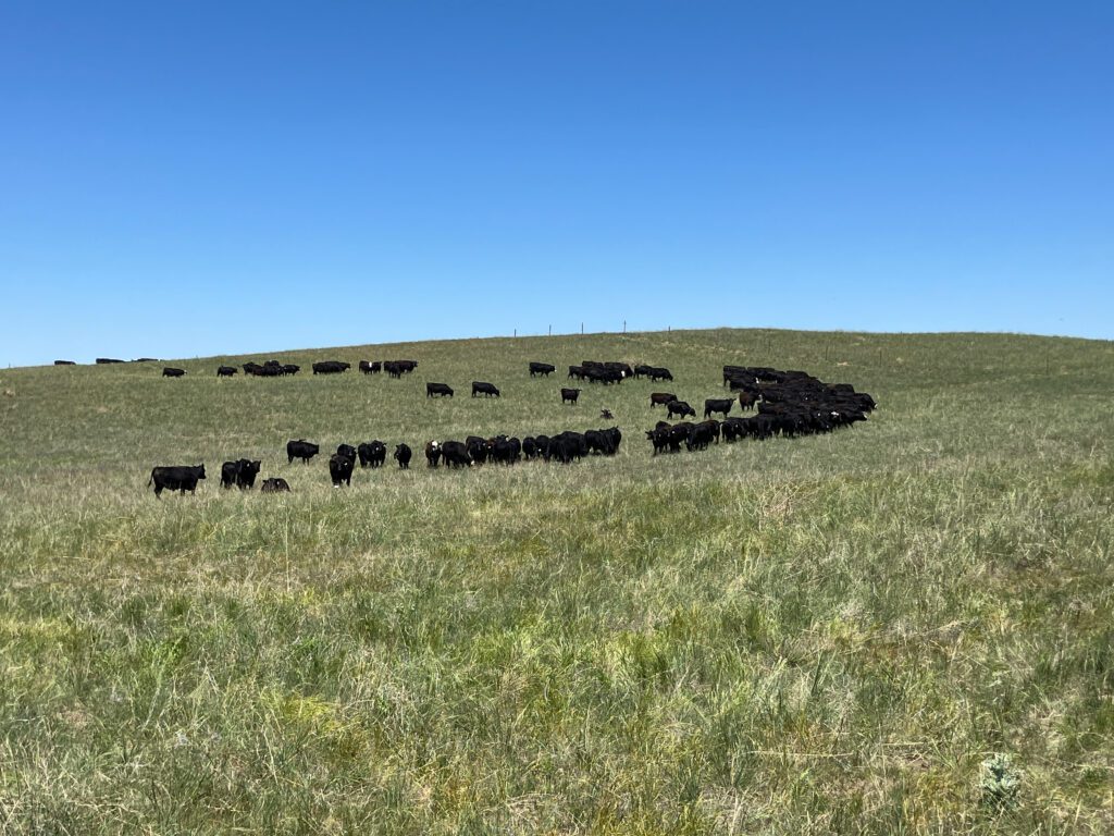joyce resler chase county joint pasture rangeland grazing for sale nebraska listed by dj lunkwitz and jerry weaver of agri affiliates real estate of north platte