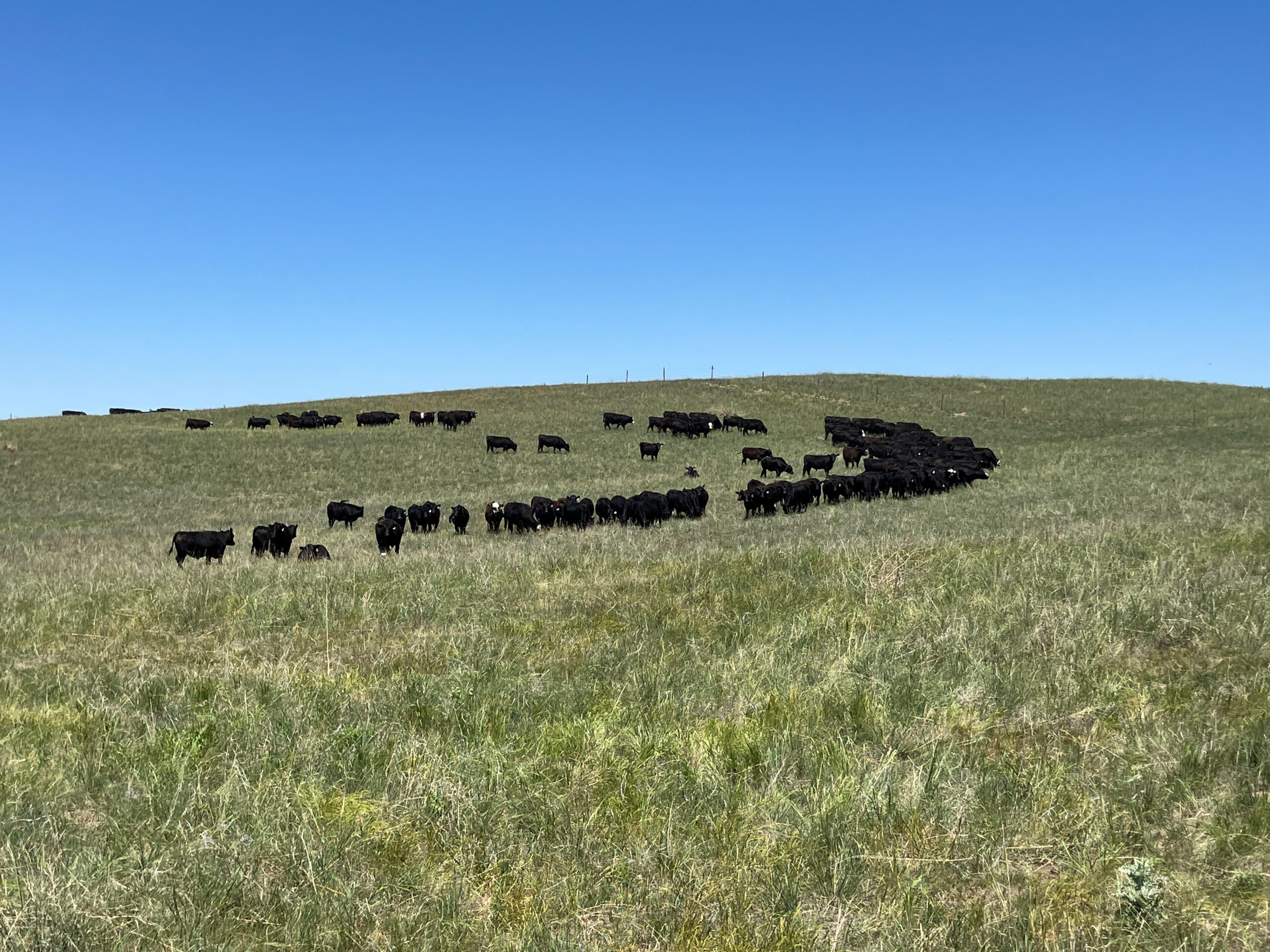 joyce resler chase county joint pasture rangeland grazing for sale nebraska listed by dj lunkwitz and jerry weaver of agri affiliates real estate of north platte
