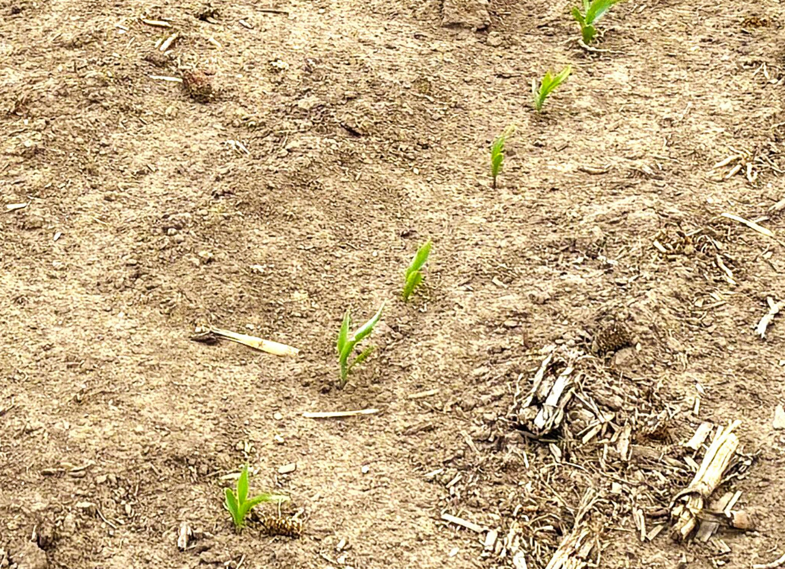 frontier county dry cropland with no-till crop production and good soils located near moorefield and farnam nebraska listed by Agri Affiliates agricultural real estate professional Bruce Dodson, AFM in north platte, ne