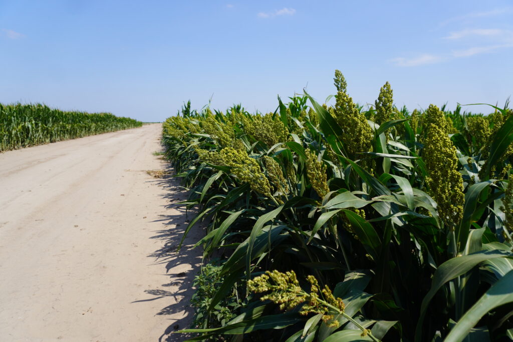 sorghum cropland in nebraska land for sale by agri affiliates