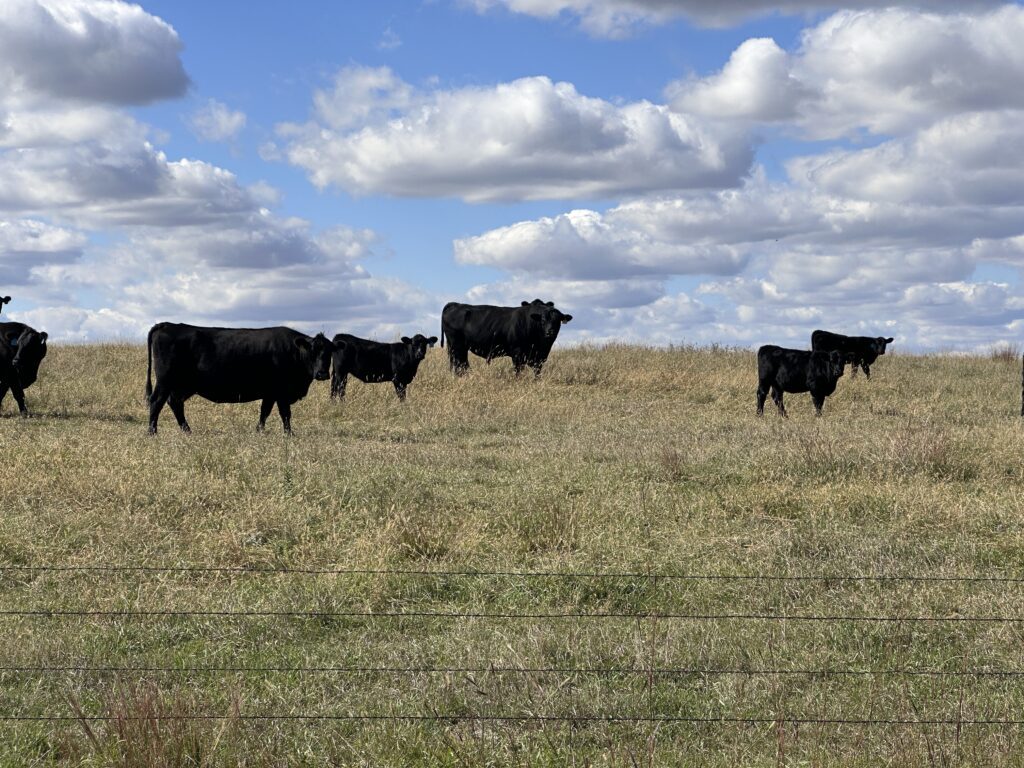 lease Agri Affiliates cow and bull pair in a nebraska grass pasture