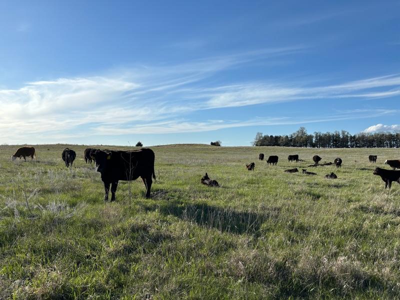 black cows in a nebraska grass pasture
